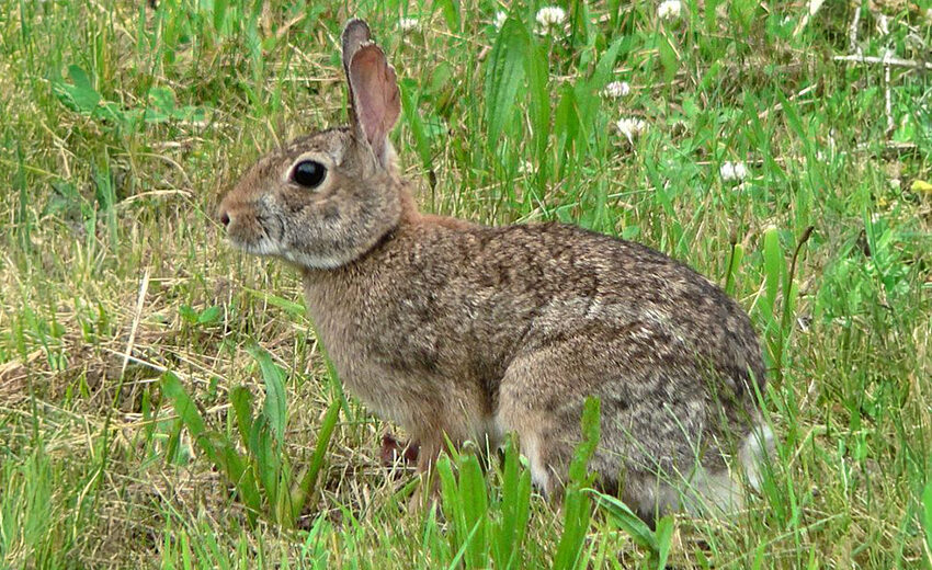 eastern cottontail