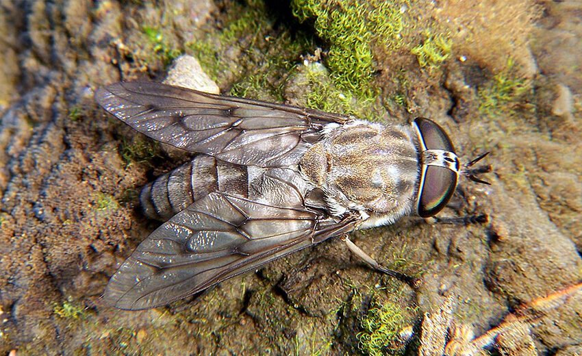 horse fly