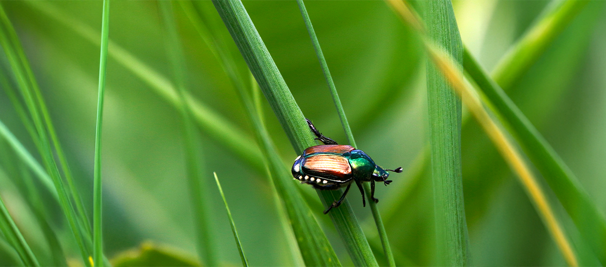 Japanese beetle
