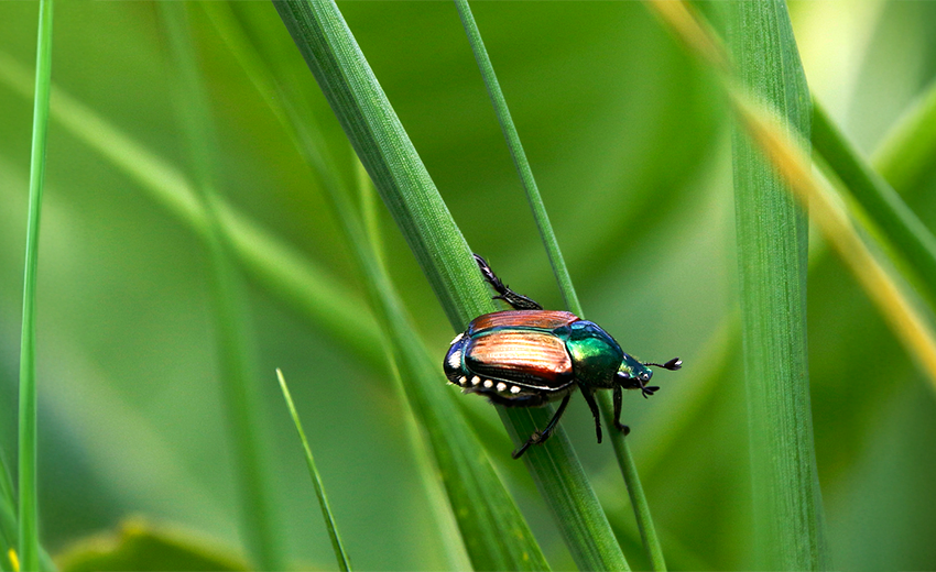 Japanese beetle