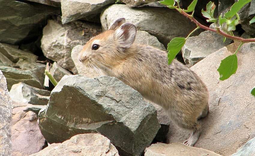 large-eared pika