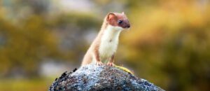 least weasel
