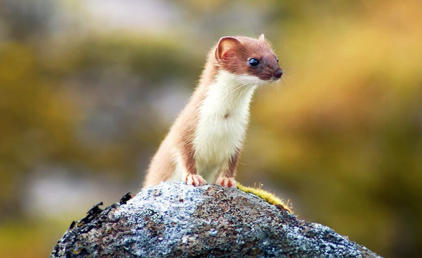 least weasel