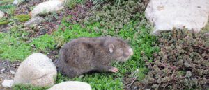 mountain beaver