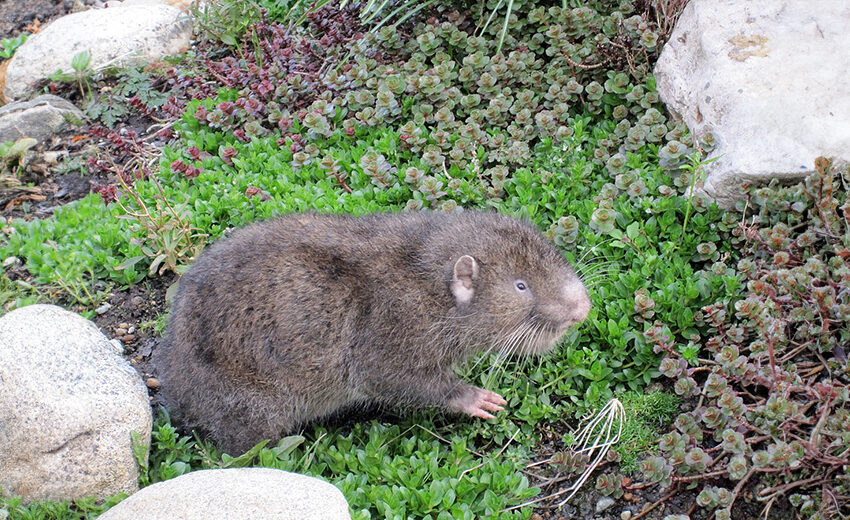 mountain beaver