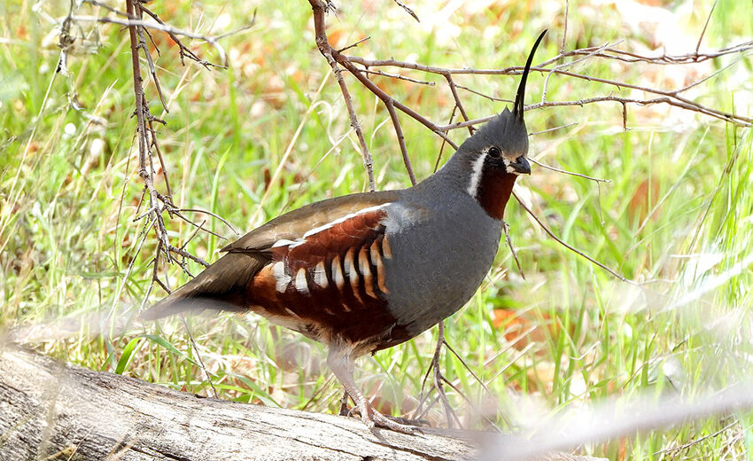 mountain quail