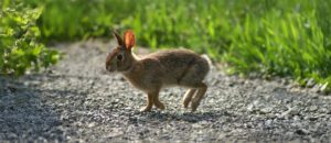 New England cottontail