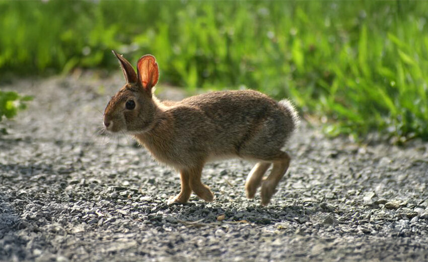 New England cottontail