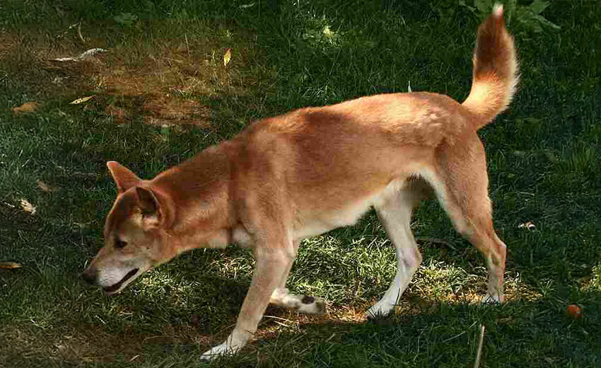 New Guinea singing dog