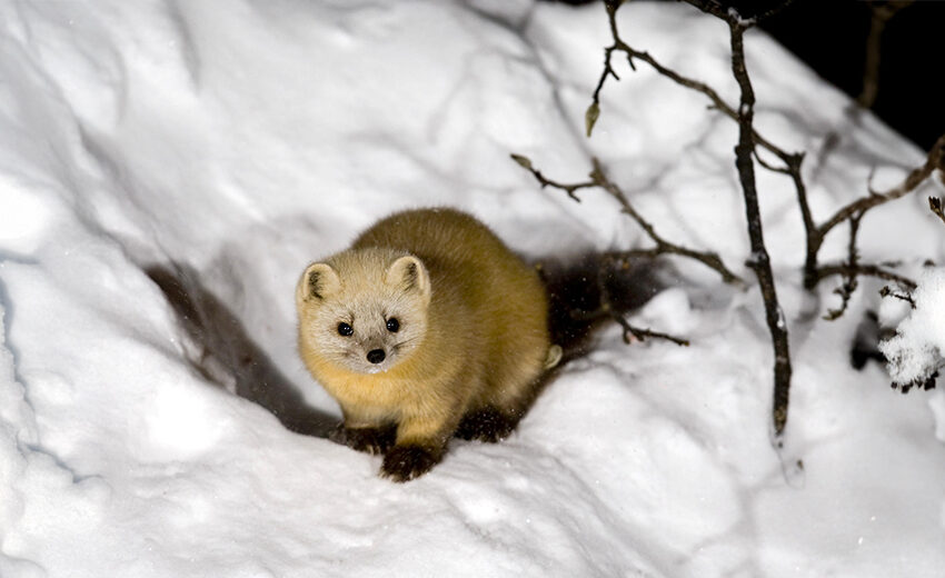 sable