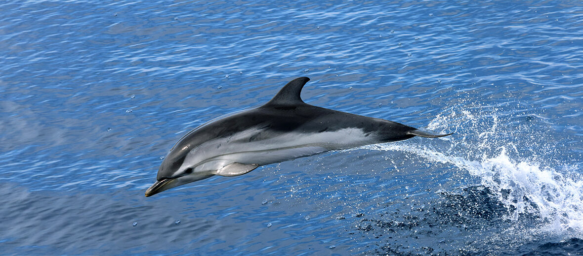 striped dolphin