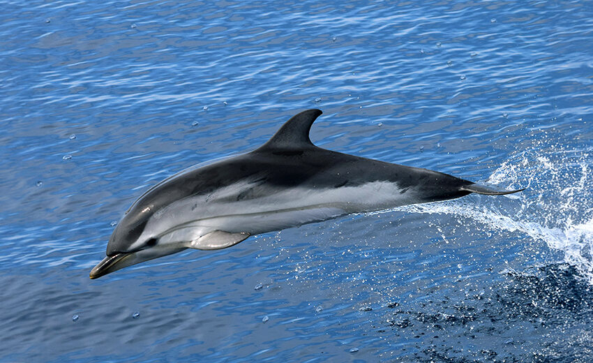 striped dolphin
