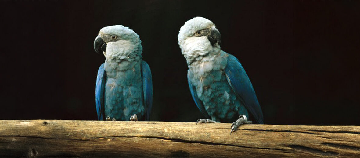Spix's macaw