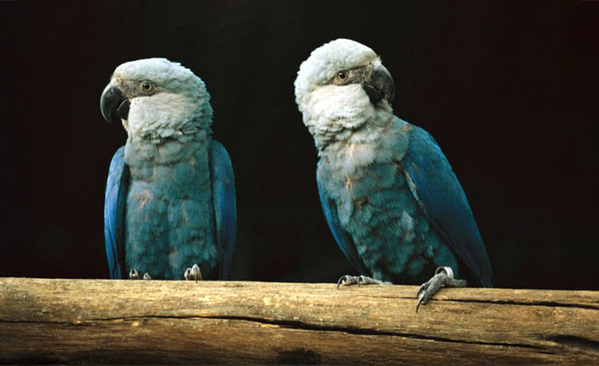 Spix's macaw