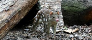 tiger quoll