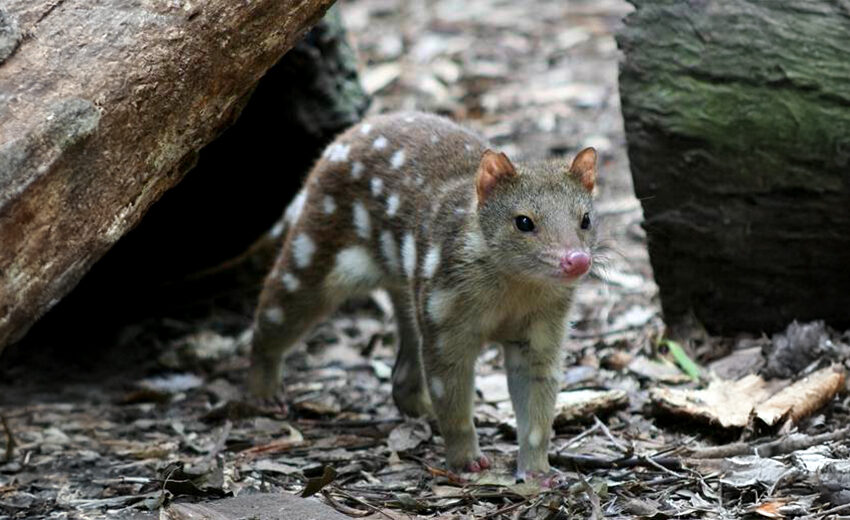 tiger quoll
