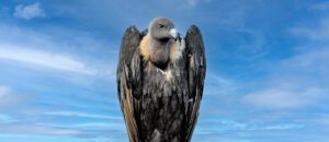 white-rumped vulture