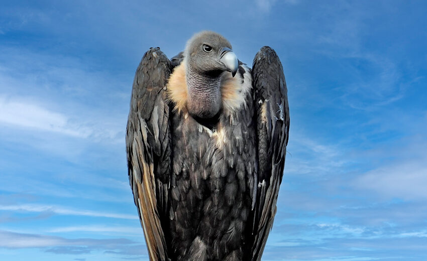 white-rumped vulture