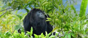 Yucatán black howler monkey