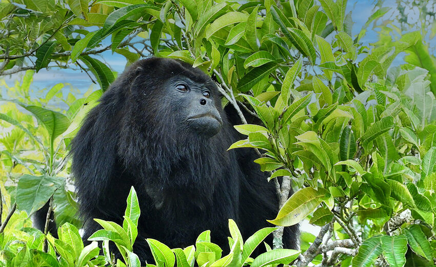 Yucatán black howler monkey