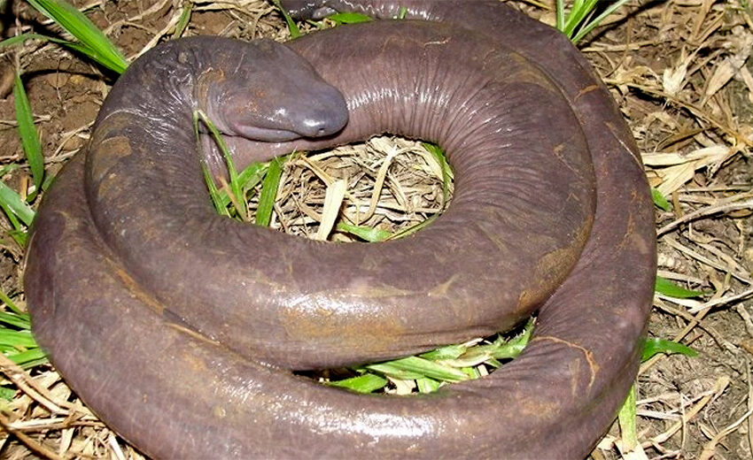 Atretochoana eiselti