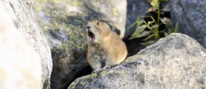 American pika