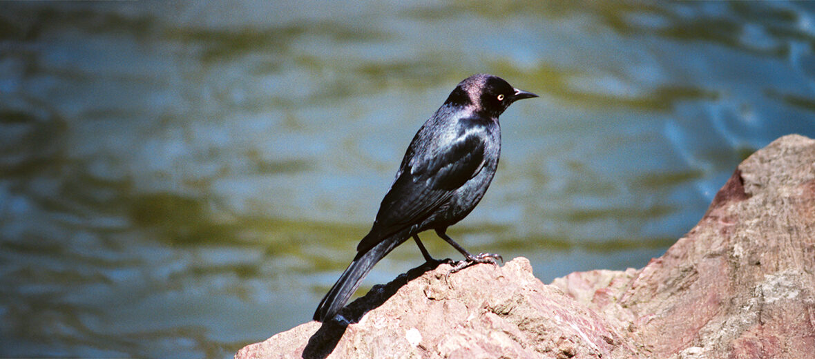 Brewer's blackbird