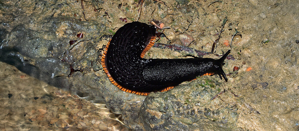 black slug