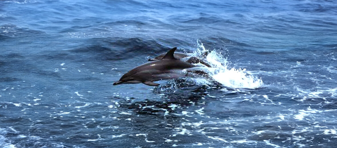 clymene dolphin