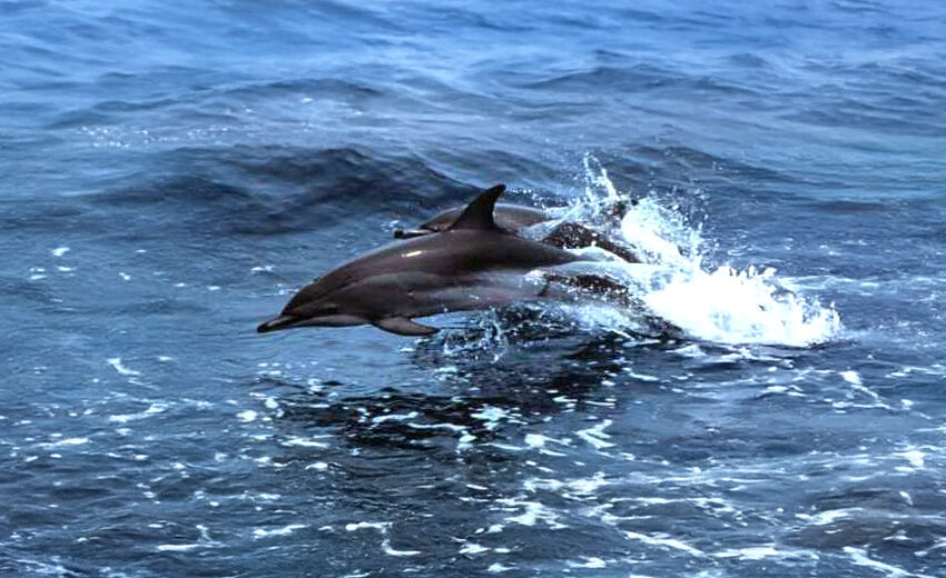 clymene dolphin