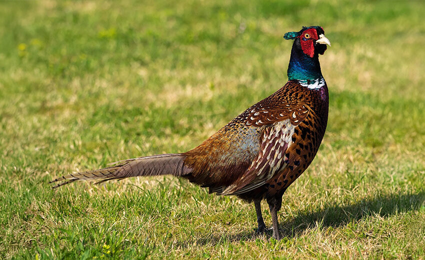 common pheasant