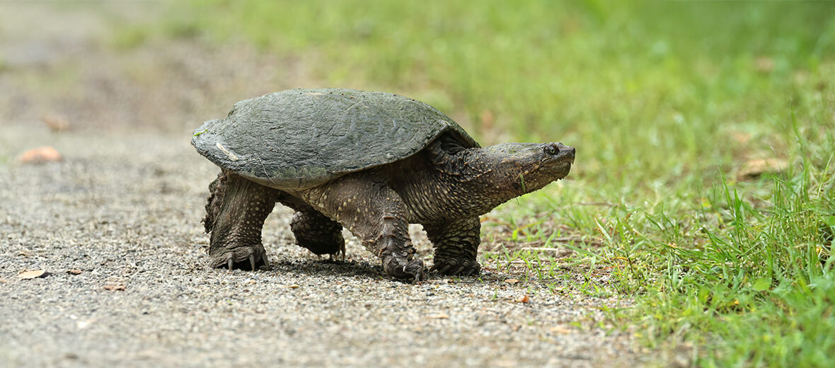 common snapping turtle