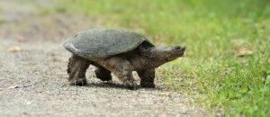 common snapping turtle