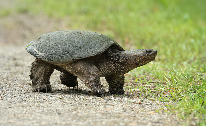 common snapping turtle