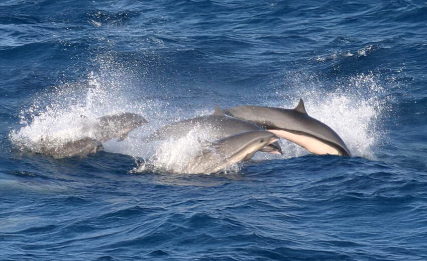 Fraser's dolphin