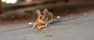 house mouse