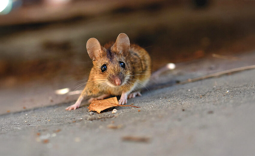 house mouse