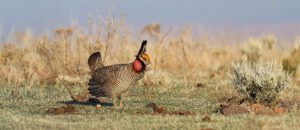 lesser prairie-chicken