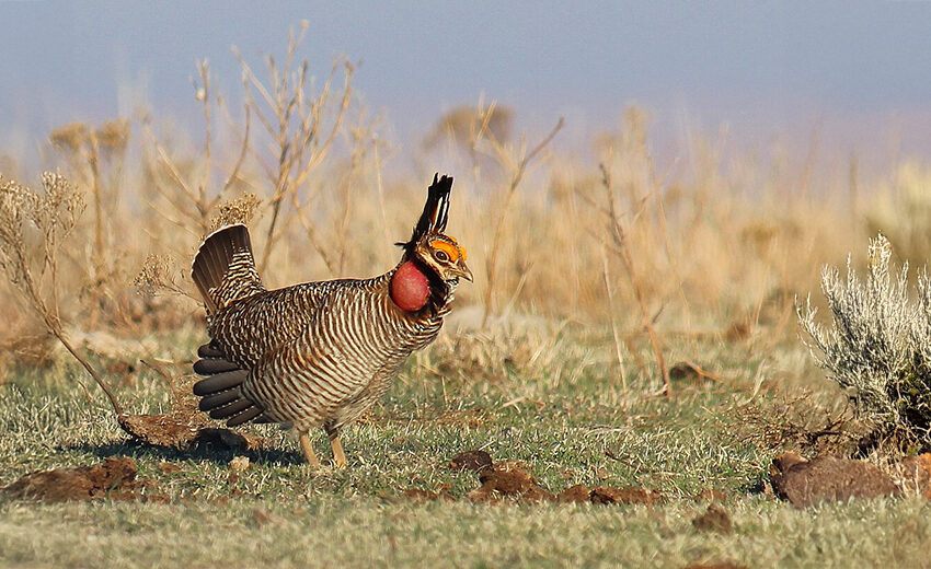 lesser prairie-chicken
