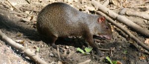 Mexican agouti