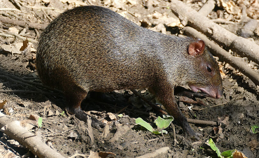 Mexican agouti