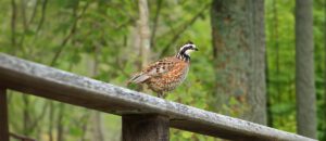 northern bobwhite