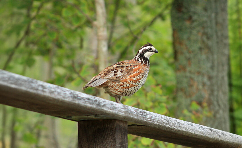 northern bobwhite