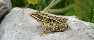 northern leopard frog