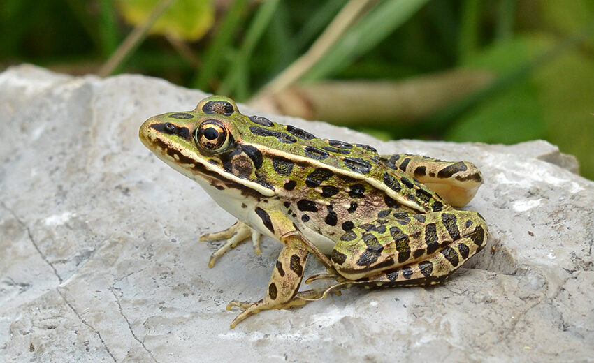 northern leopard frog