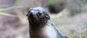 New Zealand fur seal