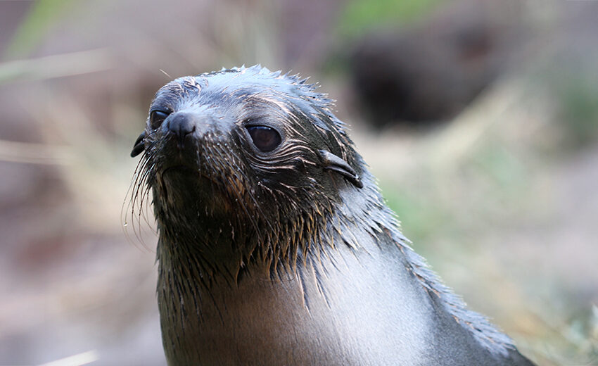 New Zealand fur seal