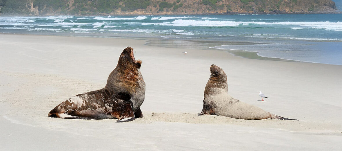 New Zealand sea lion