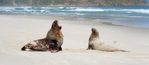 New Zealand sea lion
