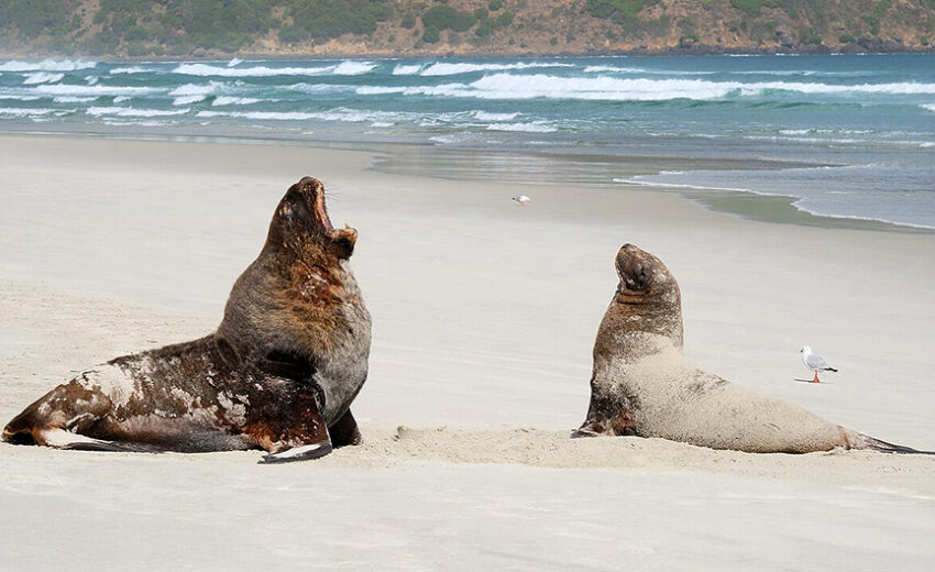 New Zealand sea lion